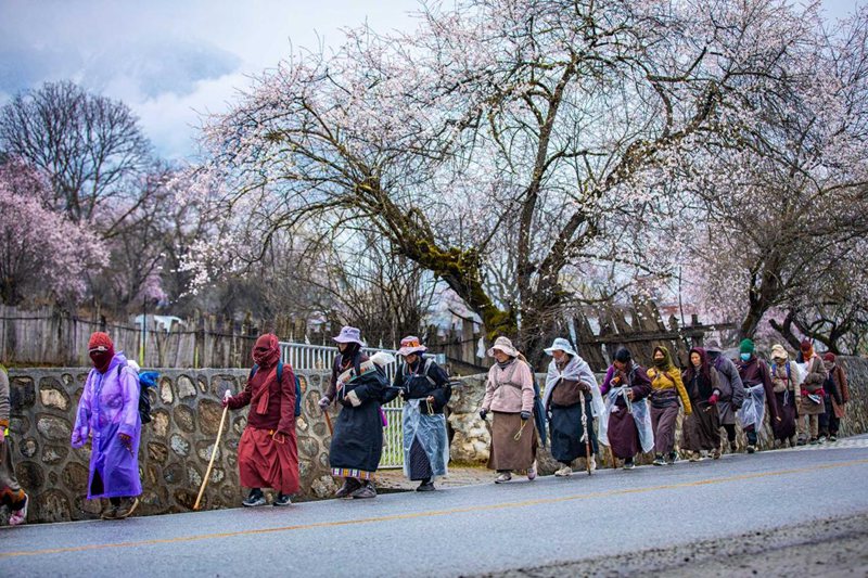 下雨了，漫步在桃花下的村民。張靜攝
