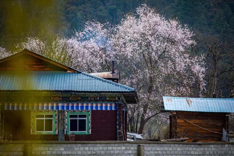 桃花掩映下的村莊。張靜攝