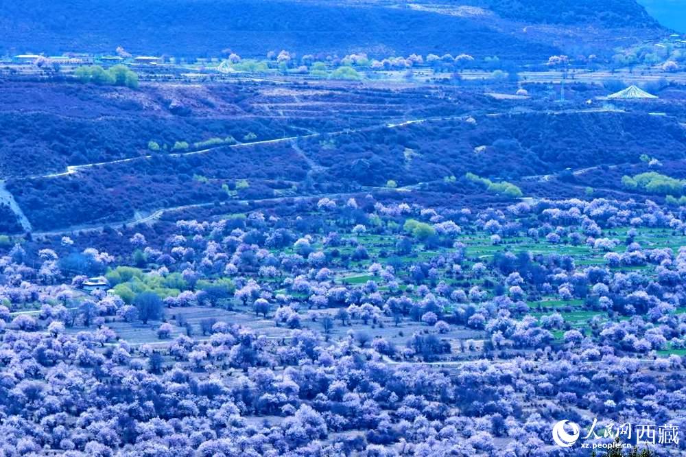 遠(yuǎn)眺“桃花村”。人民網(wǎng) 李海霞攝