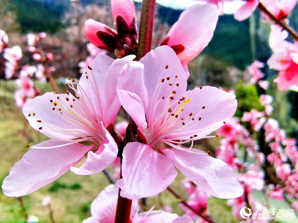 林芝桃花開。人民網(wǎng) 李海霞攝