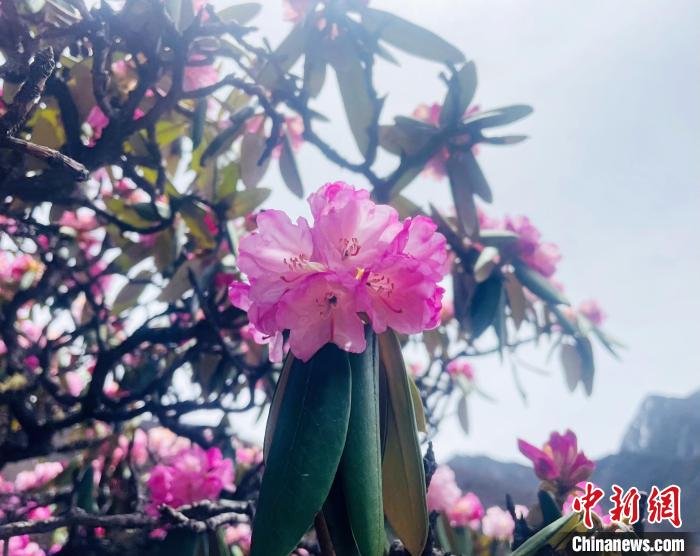 近日，西藏自治區(qū)山南市加查縣索囊溝的杜鵑花競(jìng)相綻放?！∪轿木?攝