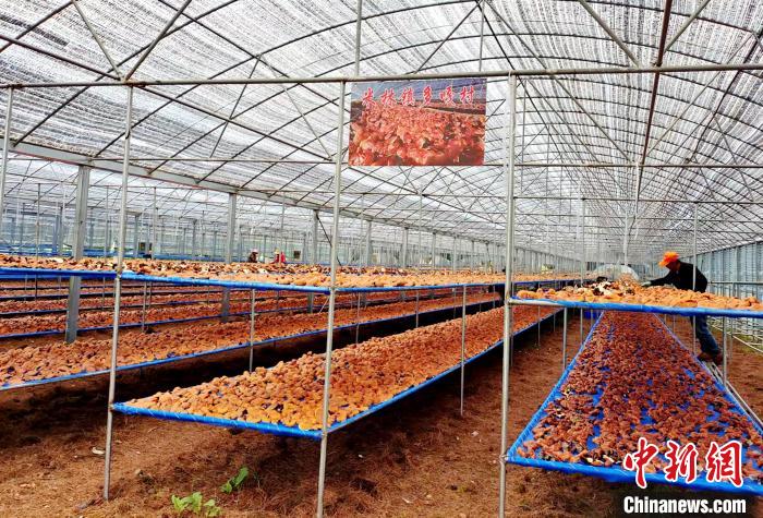 圖為紅太陽(yáng)科技示范家庭農(nóng)場(chǎng)采收的靈芝?！∑酱胪喙﹫D