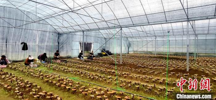 圖為紅太陽(yáng)科技示范家庭農(nóng)場(chǎng)組織民眾采收靈芝。　平措旺青供圖