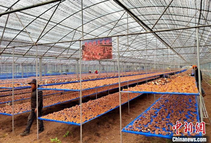 圖為紅太陽(yáng)科技示范家庭農(nóng)場(chǎng)采收的靈芝?！∑酱胪喙﹫D