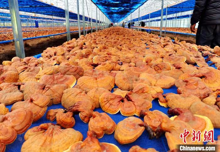 圖為紅太陽(yáng)科技示范家庭農(nóng)場(chǎng)采收的靈芝。　平措旺青供圖
