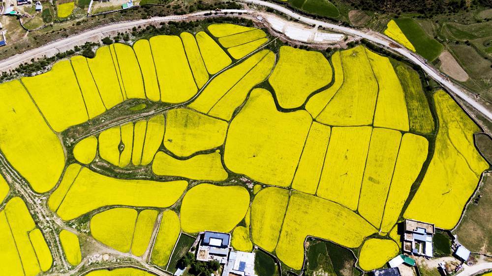 西藏墨竹工卡縣油菜農(nóng)田。