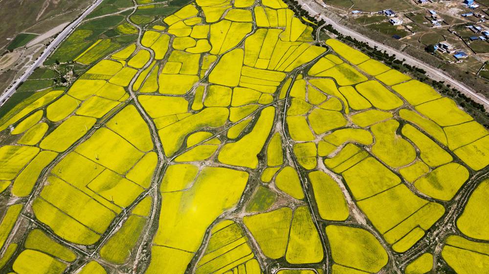 西藏墨竹工卡縣油菜農(nóng)田。