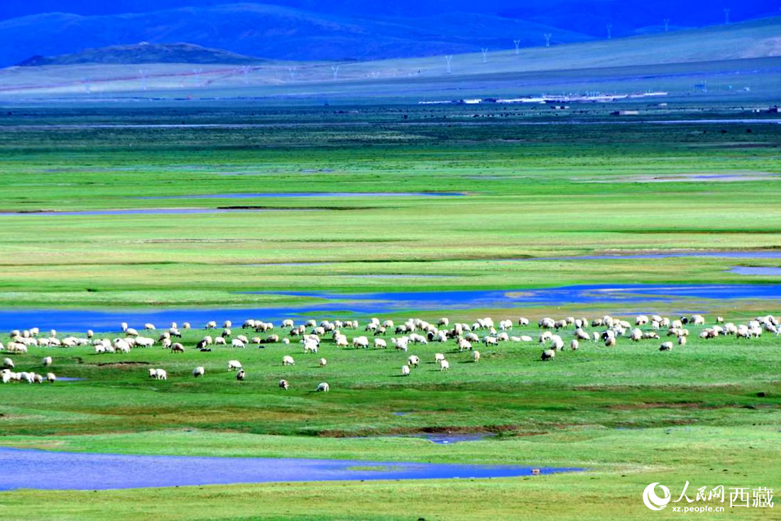水草豐美的草原，牛羊悠閑覓食。人民網(wǎng) 李海霞攝