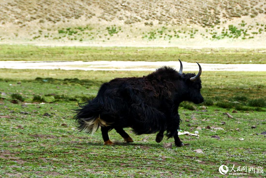 牦牛在草原撒歡兒。人民網(wǎng) 李海霞攝