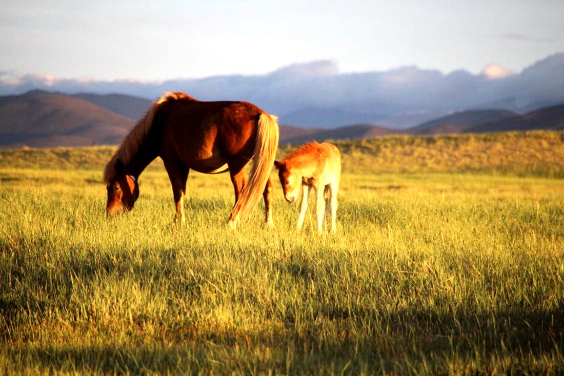 馬兒在草地上覓食。普布桑杰攝
