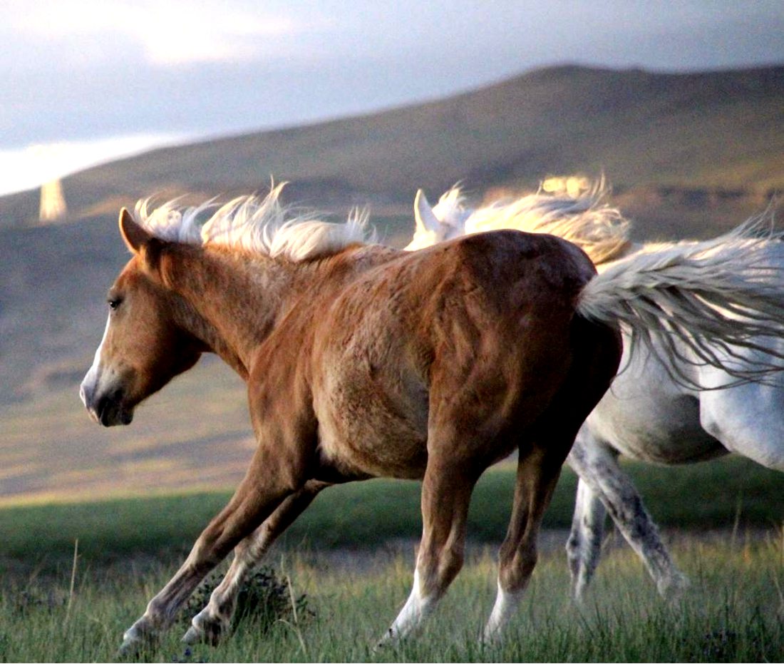 草原上奔騰的馬兒。普布桑杰攝