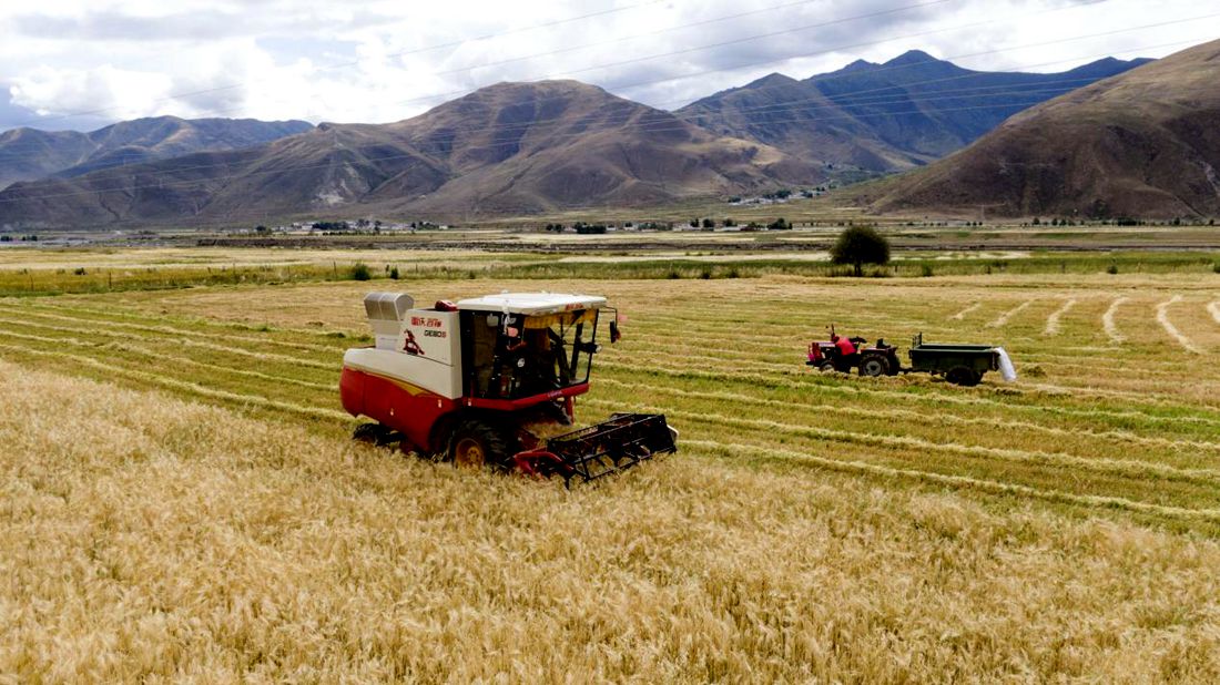 抗疫情、保秋收。洛克攝