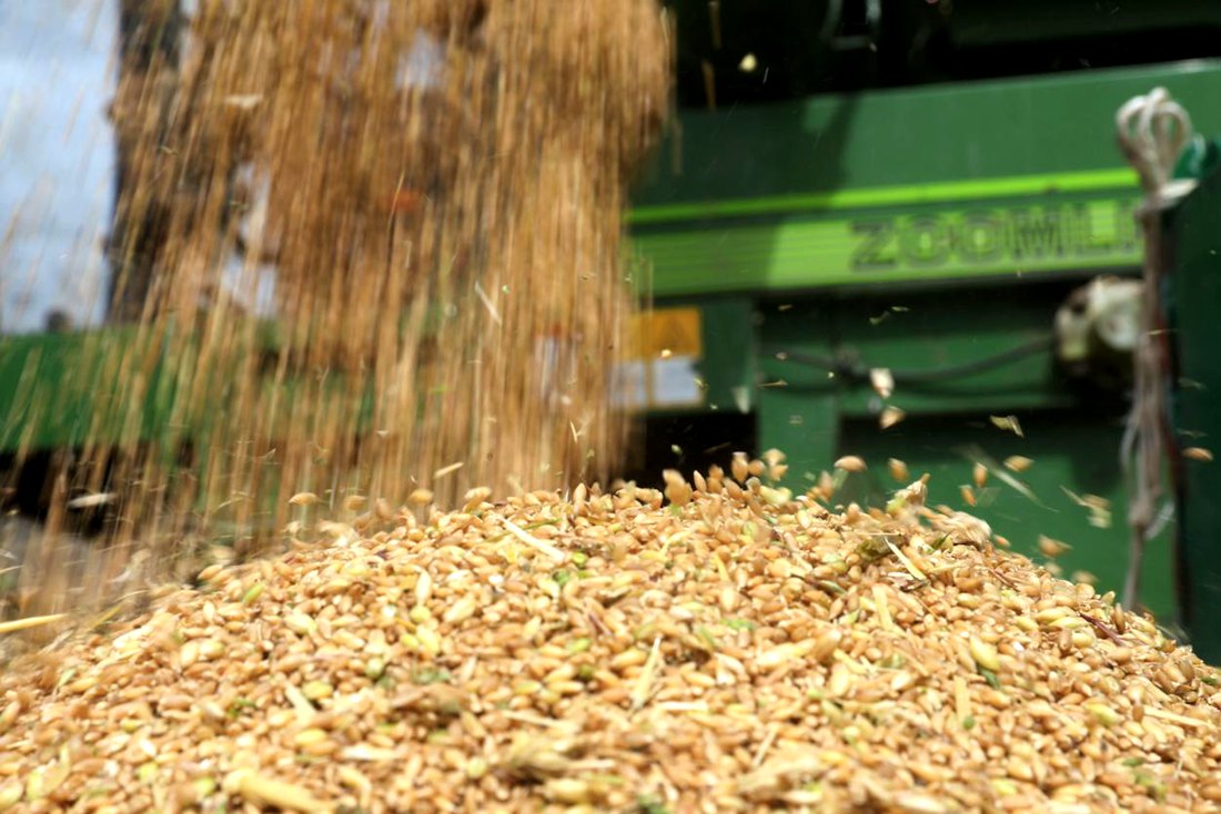 承載著希望的青稞，顆粒歸倉(cāng)。洛克攝