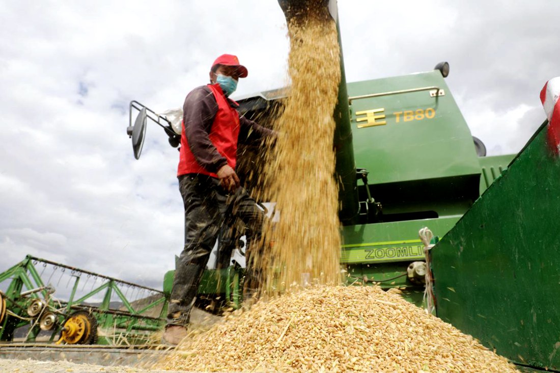 顆粒歸倉(cāng)。洛克攝