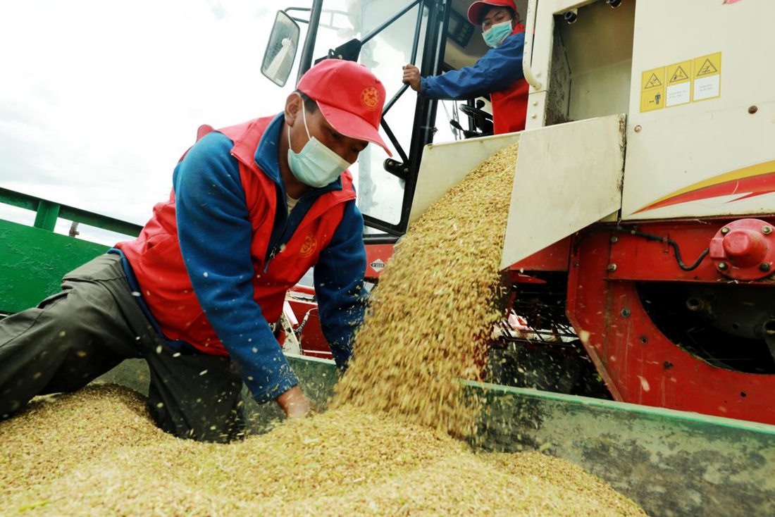疫情之下，志愿者是田間最美的風(fēng)景。洛克攝