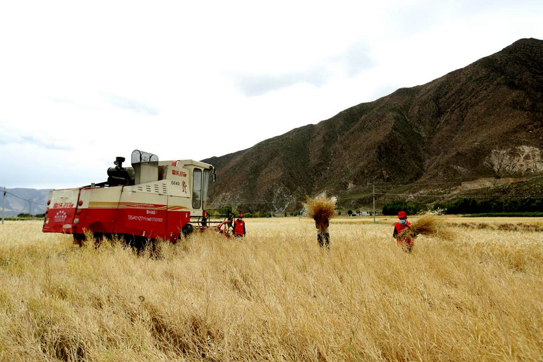 希望的田野。洛克攝