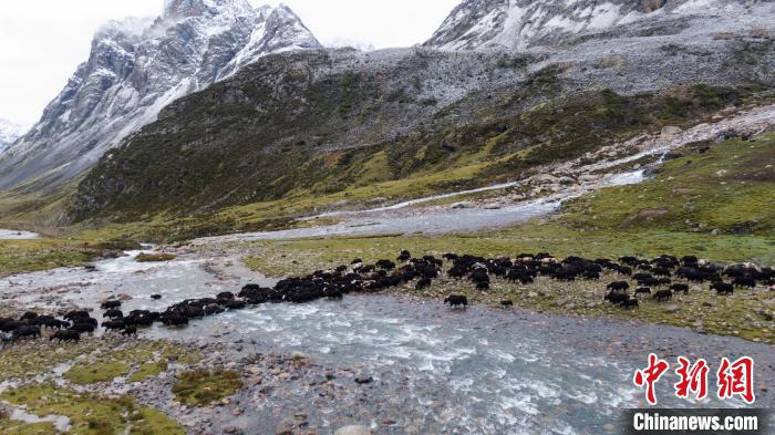 圖為轉(zhuǎn)場中的牦牛?！÷蹇?攝