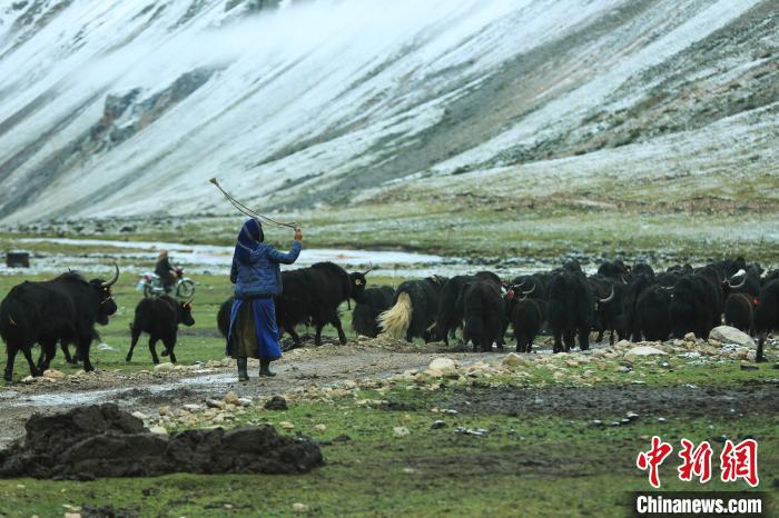 圖為牧民在趕牦牛?！÷蹇?攝