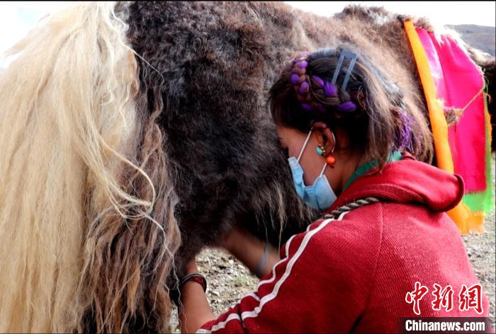 圖為牧民正在擠奶。　日喀則文聯(lián)供圖