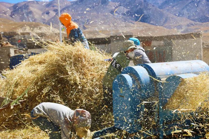 西藏吉?。簬愠两襟w驗秋收打場