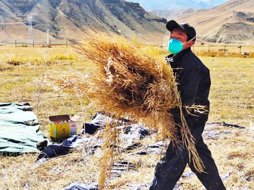 西藏吉?。簬愠两襟w驗秋收打場【2】