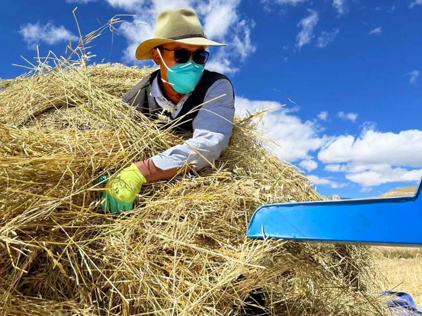 西藏吉?。簬愠两襟w驗秋收打場【3】