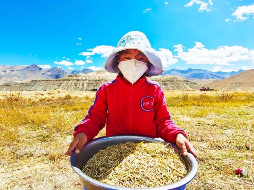 西藏吉?。簬愠两襟w驗秋收打場【9】