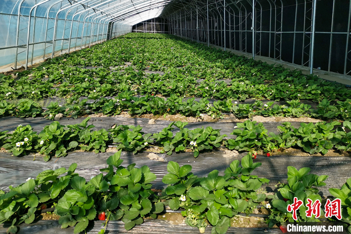 圖為10月21日，康馬縣薩馬達(dá)鄉(xiāng)高原溫室大棚內(nèi)的草莓長勢良好。<a target='_blank' href='/'><p  align=