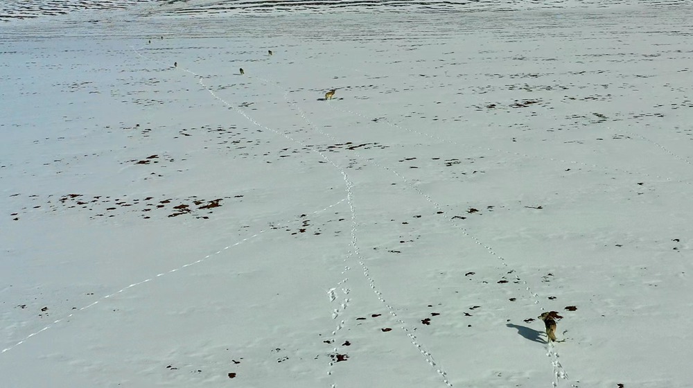 天地一色，狼群在雪地里不斷地向前奔跑。