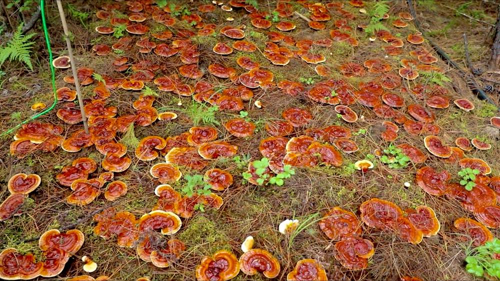 靈芝長勢(shì)喜人。