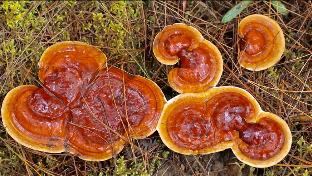 破土而出的靈芝宛如一把把撐開的“小雨傘”。