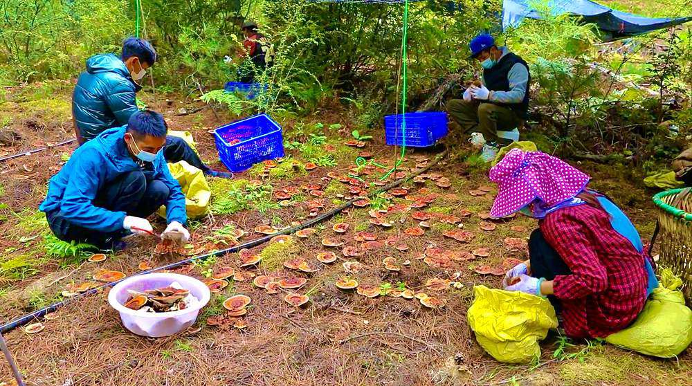采摘靈芝。