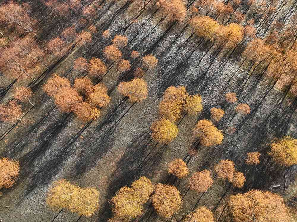 入冬時節(jié)，雅魯藏布江畔的樹林一片金黃。