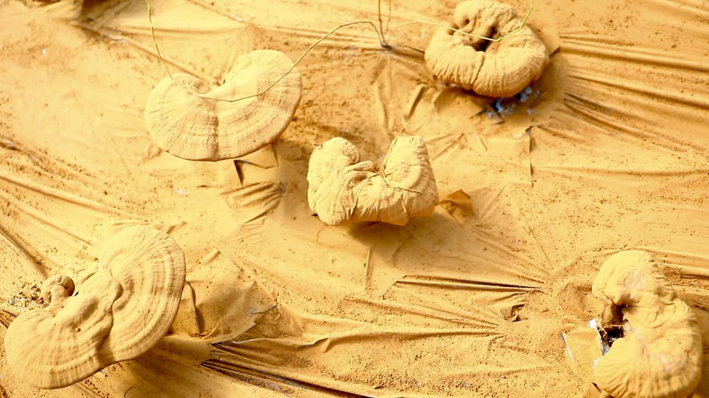 靈芝基地內(nèi)孢子粉布滿塑料膜。