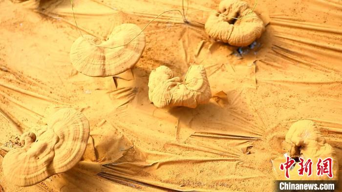 圖為靈芝基地內(nèi)孢子粉布滿塑料膜?！〉录?攝