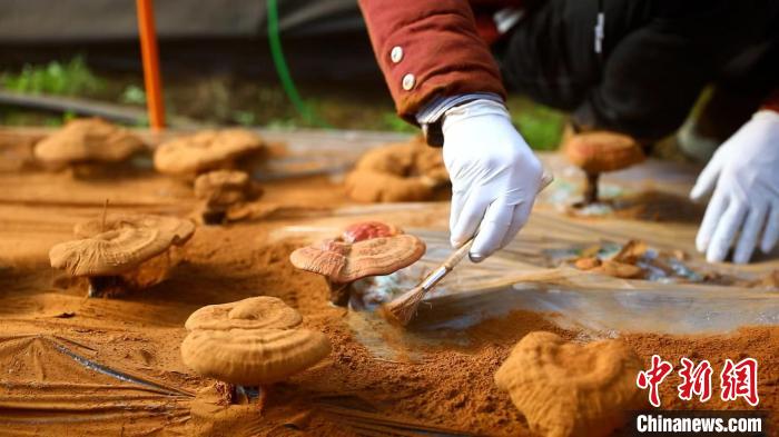 圖為農(nóng)民采收靈芝孢子粉。　德吉 攝