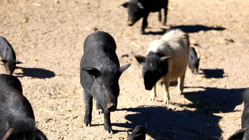 藏香豬在覓食。