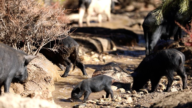 藏香豬在喝水。