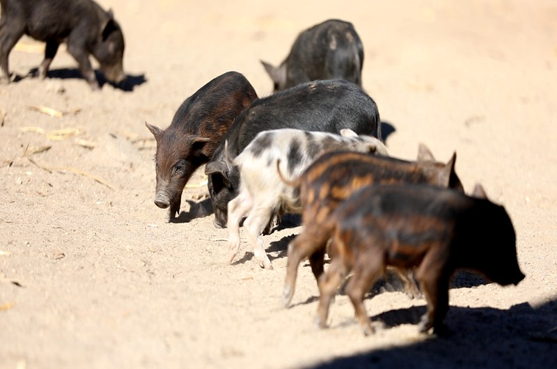 藏香豬在覓食。
