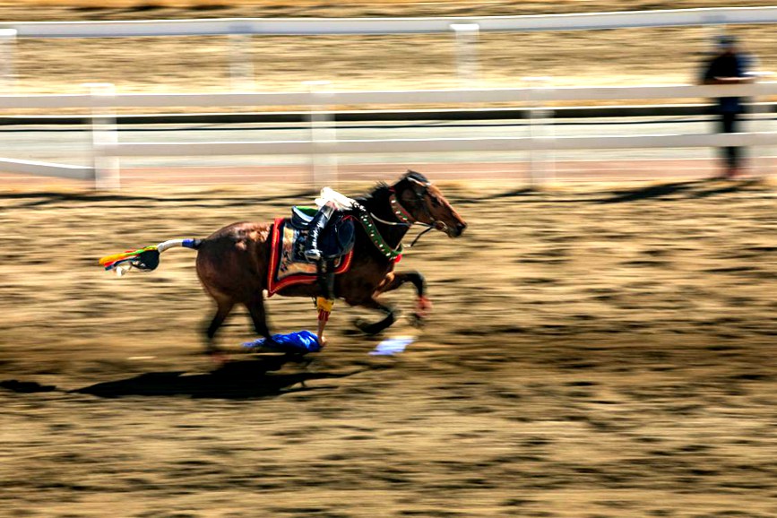 藏歷新年，精彩的馬術(shù)表演。張靜攝