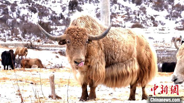 圖為角木那村生態(tài)散養(yǎng)的牦牛?！“蜕Ｇ?　攝