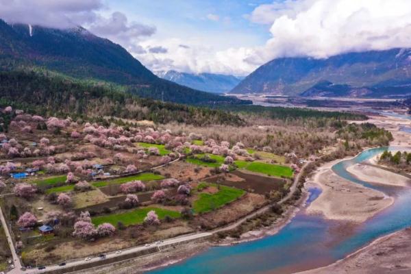 人間桃花源！林芝桃花有多絕？