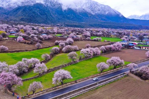 人間桃花源！林芝桃花有多絕？