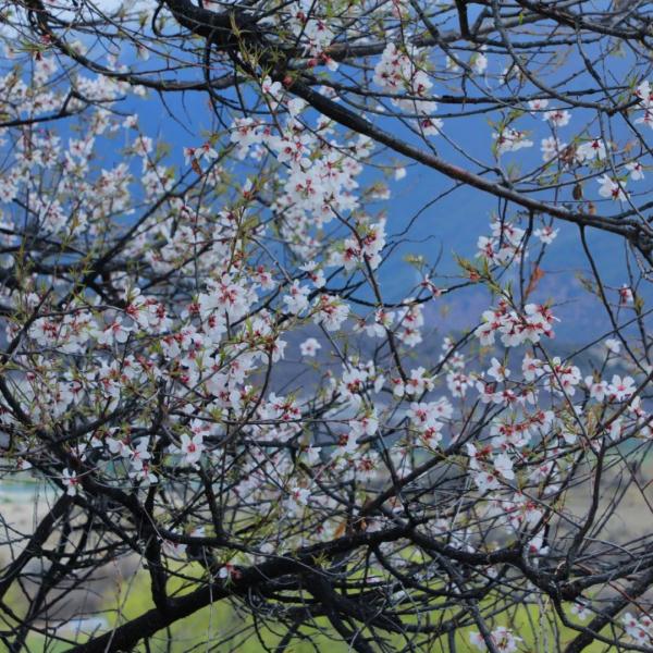 人間桃花源！林芝桃花有多絕？