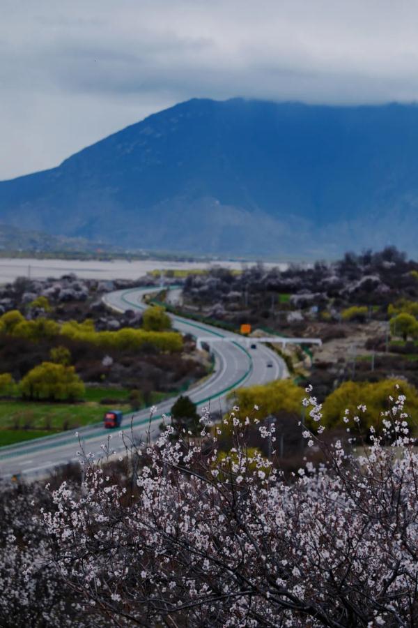 人間桃花源！林芝桃花有多絕？