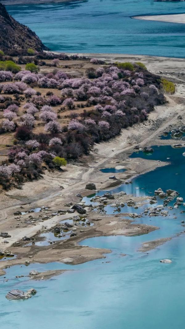 人間桃花源！林芝桃花有多絕？