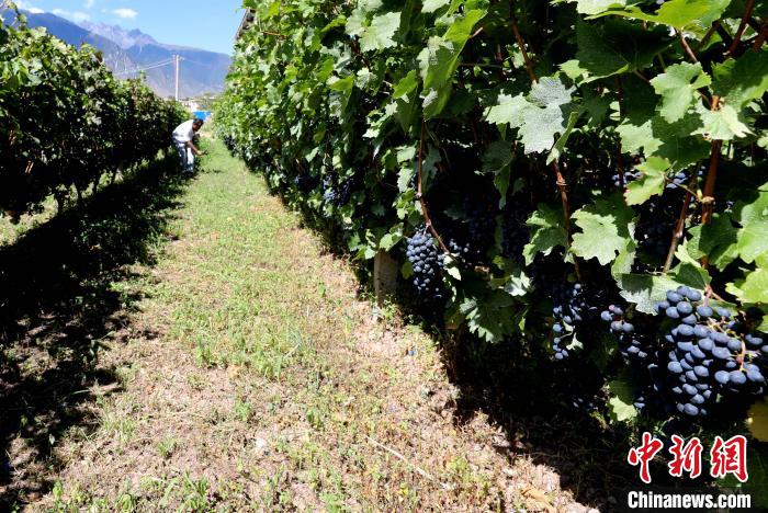 昌都芒康縣依托“兩江流域”干熱河谷地帶地理優(yōu)勢將康巴蜜橘、蘋果、甜石榴、葡萄、蜜桃等經(jīng)濟(jì)林木種植?！〔际忻⒖悼h委宣傳部供圖