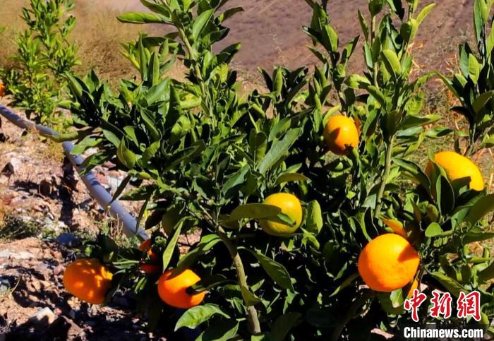 昌都芒康縣依托“兩江流域”干熱河谷地帶地理優(yōu)勢將康巴蜜橘、蘋果、甜石榴、葡萄、蜜桃等經(jīng)濟(jì)林木種植?！〔际忻⒖悼h委宣傳部供圖