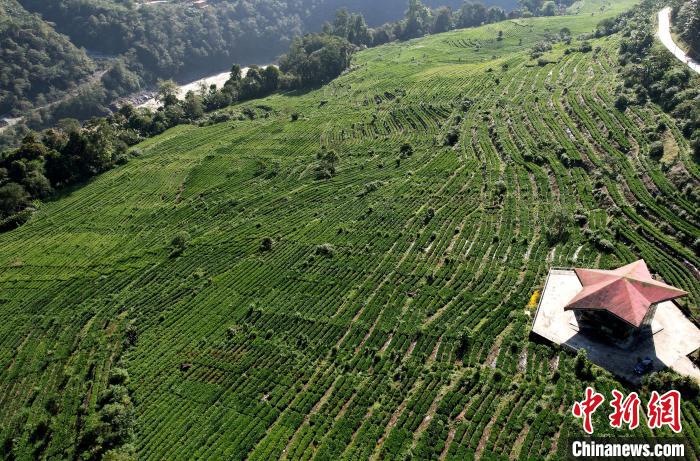圖為西藏林芝市墨脫縣果果塘大拐彎附近的茶田。(無(wú)人機(jī)照片) 李林 攝