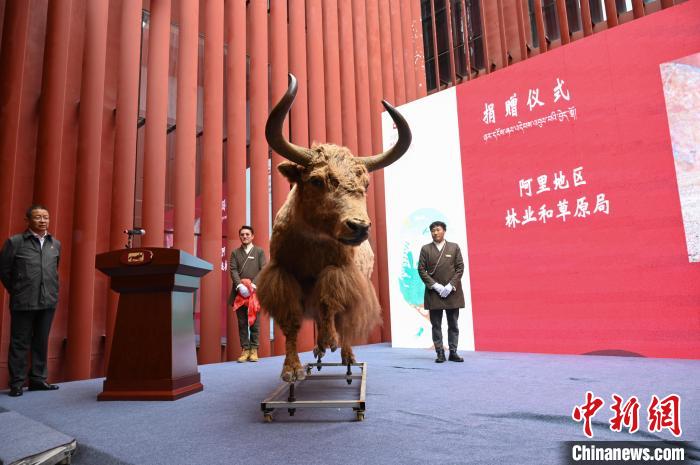 圖為阿里地區(qū)林草局捐贈(zèng)的金絲野牦牛標(biāo)本?！≮w朗 攝